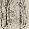 Forest in the Fall